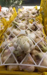 سیر خشک
