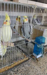 عروس هلندی