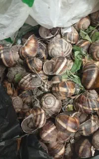 حلزون اسکارگو