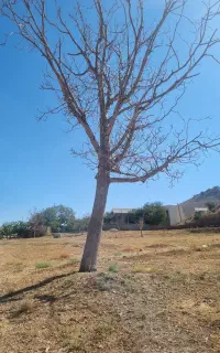 فروش چوب گردو