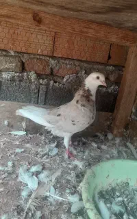 کبوتر سرور آس
