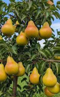 درخت گلابی نهالستان مهندس ذبیحی