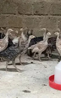 فروش جوجه بوقلمون برنز و بوربون 50روزه