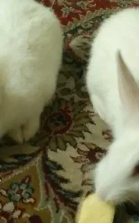 خرگوش