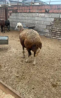 دوعدد گوسفند اصل افشاری ابستن شیر کرده