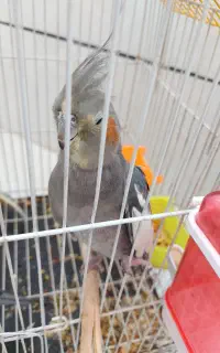عروس هلندی