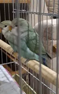 طوطی کوتوله برزیلی