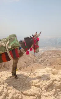 خر(الاغ)