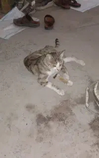 گربه