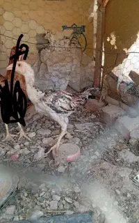 جوجه لاری