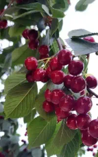 البالو تازه