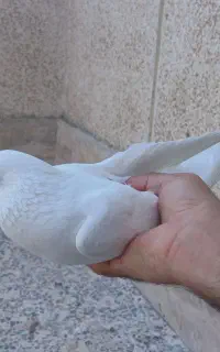 آغ دوره نر
