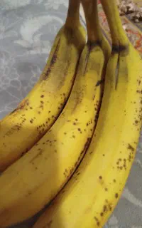 شاگرد میوه فروشی