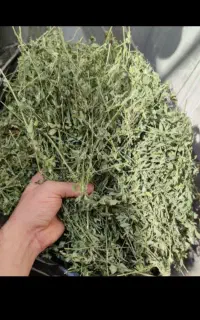 یونجه خشک وپرگل خالص