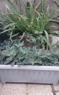 گل آپارتمانی