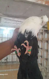 دم سیاه نر دم قهوای ماده