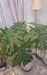 برگ انجیری
