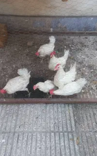 مرغ سفید تخمگذار