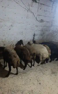 فروش گوسفندزنده
