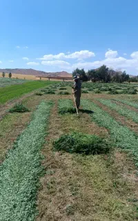 فروش یونجه خرمن کوبی شده