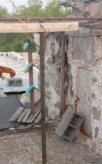 قفس کبوتر و پرندگان