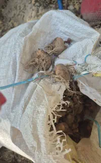پیاز گل گلایل