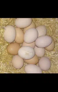 تخم مرغ محلی
