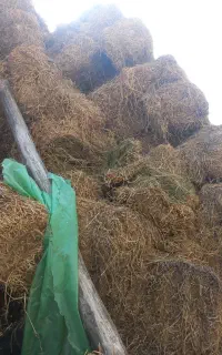 یونجه چین دوم
