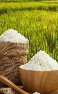استخدام نیروی تدارکاتی در برنج‌کوبی شوشتر