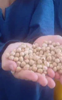 نخودآبگوشتی امساله یه تن موجوده