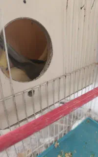 عروس هلندی با جوجه