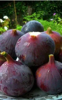 انجیر سیاه شیرین عسل