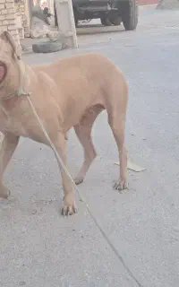 پیت بول ماده