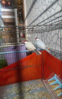 فنج نرگسی