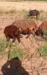میش