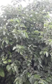 برگ درخت توت  برای کرم ابریشم