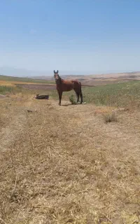 اسب‌اصیل‌ یورقه