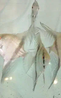 فروشگاه بانک گوپی