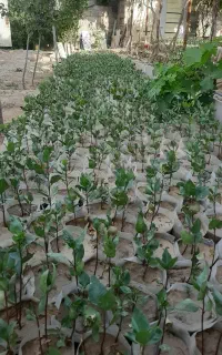 نهال پسته