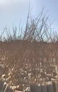 نهال پسته پاکتی