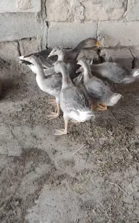 غاز