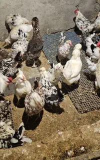 تخم نطفه دارگلین،گلین لری ازبهترین مولدها