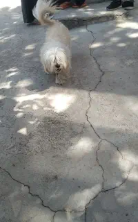 سگ پاکوتا نر