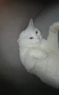 واگذاری گربه اسکاتیش نر