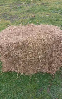 کاه کلوش ۱۰۰عدد