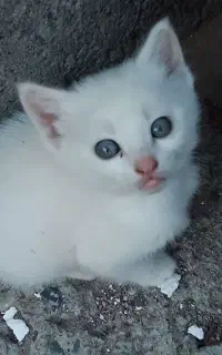 واگذاری دوعدد گربه خانگی