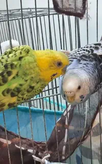 یک جفت مرغ عشق