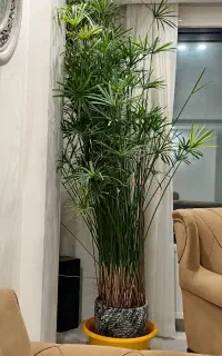 گل مرداب