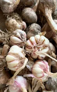 سیر محلی خشک