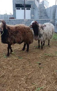 قوچ افشار